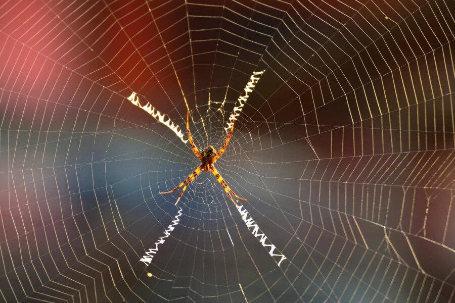 Kiedy będzie Spider Man Uniwersum 3 w kinach?