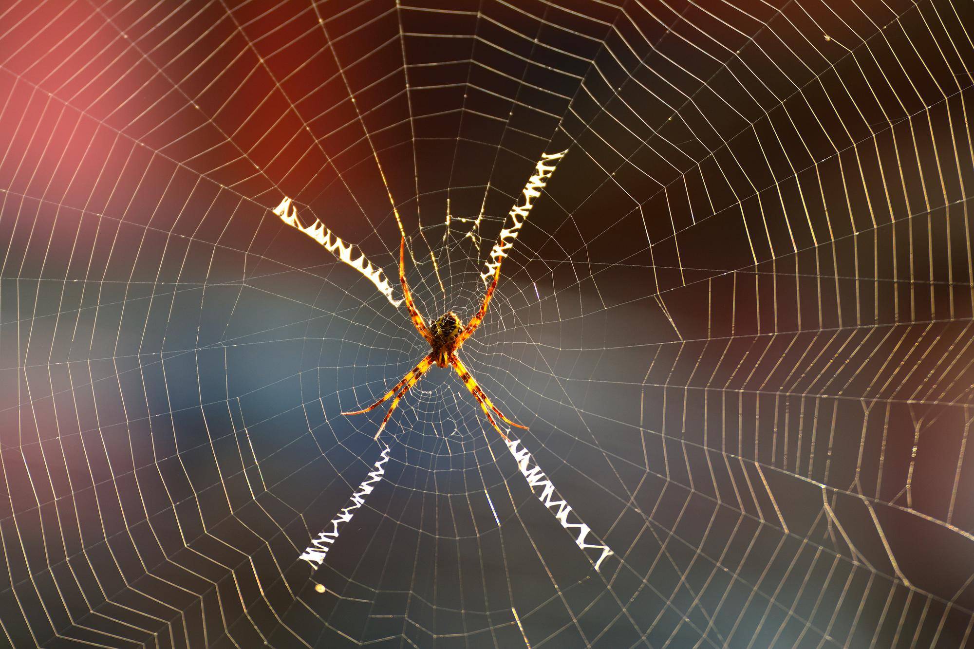 Kiedy będzie Spider Man Uniwersum 3 w kinach?
