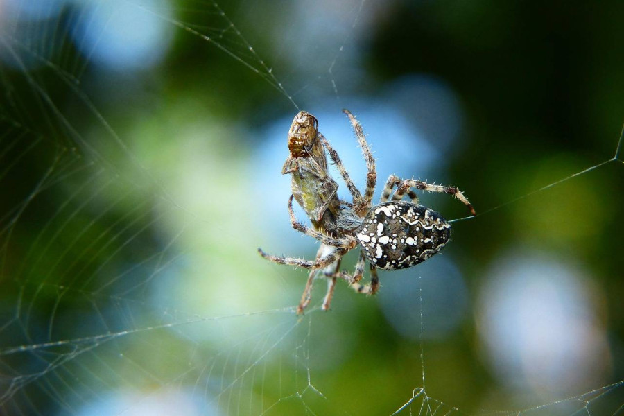 Spider Man do kiedy w kinach można jeszcze zobaczyć?